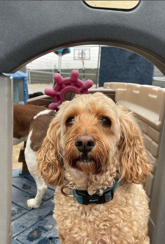 Dog 5