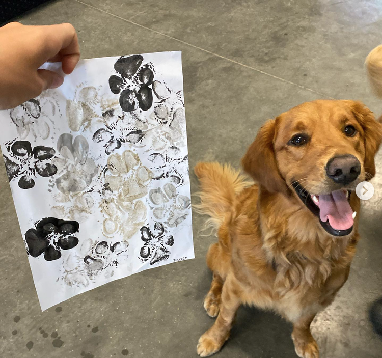 Dog 7