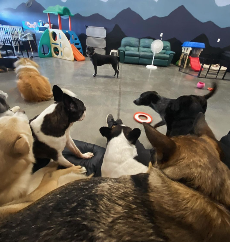 Dog 8