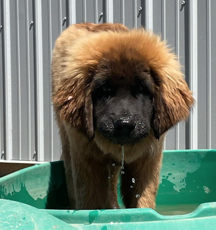Wag 18
